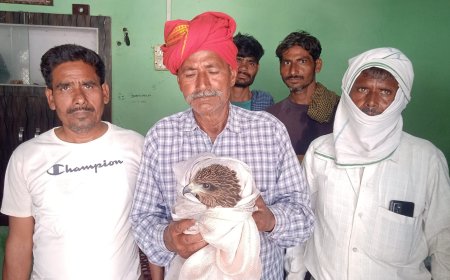तपती छत पर तड़प रहा था ईगल: तीन दिन से बीमार पक्षी का वन विभाग की टीम ने किया रेस्क्यू