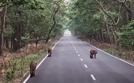 पीलीभीत रिजर्व में टाइगर ट्रेल पर खास लम्हा: सड़क पर आए तीन बाघ तो रुक गया ट्रैफिक, कैमरों में कैद हुआ रोमांच