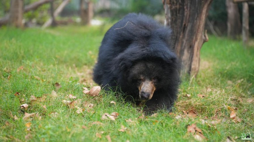 दर्द से मुक्ति तक का सफर थमा— 35 साल की ‘चमेली’ ने ली अंतिम सांस, आगरा भालू संरक्षण केंद्र में खत्म हुई एक मार्मिक कहानी