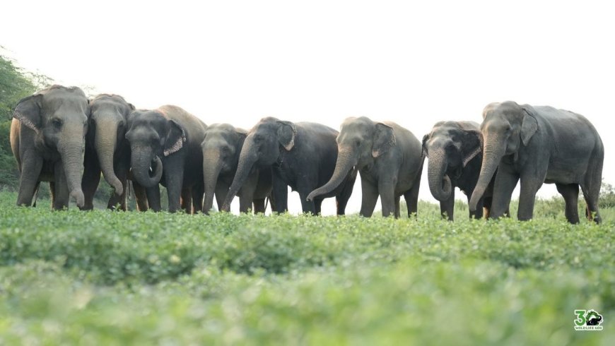 ‘सवारी नहीं, संवेदना चाहिए’: हाथी बचाओ दिवस पर उजागर हुआ क्रूर सच, पर्यटन के नाम पर हो रहा शोषण