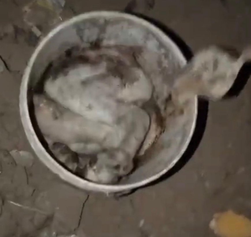 आगरा में इंसानियत शर्मसार, धारदार हथियार से कुत्ते की हत्या, बदबू से खुला राज