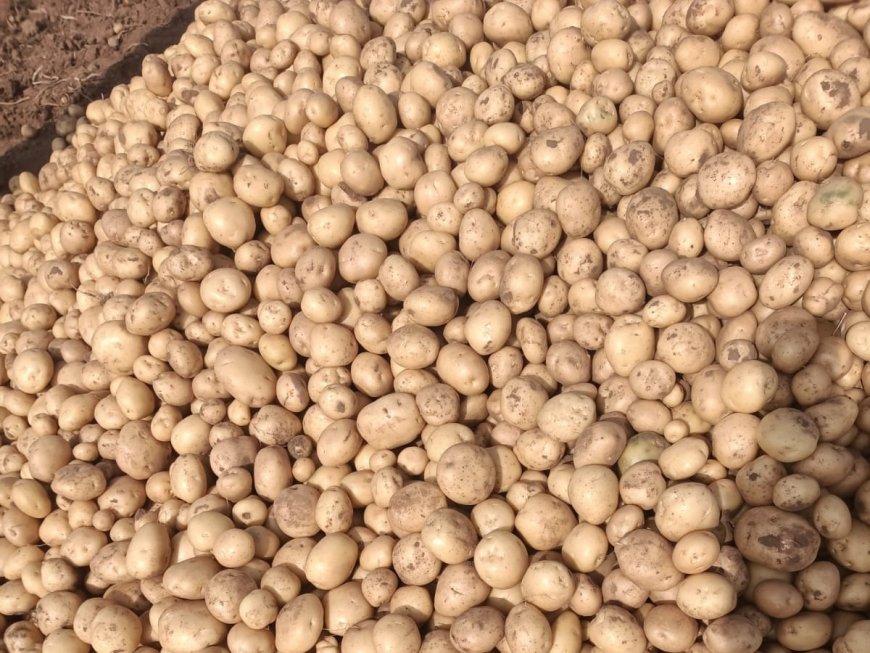 केंद्र द्वारा 6500 रुपये प्रति टन पर आलू खरीद किसानों को राहत नहीं बल्कि सीधे घाटे का सौदा, रालोद ने लागत मूल्य बताकर मांगे 12000 रुपये टन के दाम