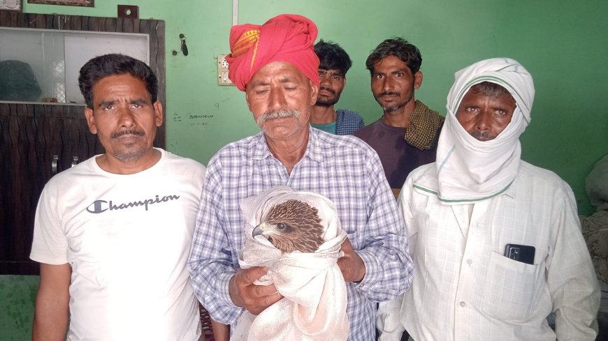 तपती छत पर तड़प रहा था ईगल: तीन दिन से बीमार पक्षी का वन विभाग की टीम ने किया रेस्क्यू