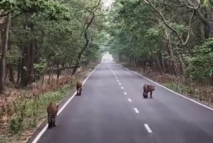 पीलीभीत रिजर्व में टाइगर ट्रेल पर खास लम्हा: सड़क पर आए तीन बाघ तो रुक गया ट्रैफिक, कैमरों में कैद हुआ रोमांच