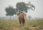 50 साल की गुलामी झेल चुकी हथनी फूलकली ने पूरे किए स्वतंत्र जीवन के 14 वर्ष, आगरा की सड़कों पर भीख मांगने को मजबूर थी फूलकली, वाइल्डलाइफ एसओएस ने बचाकर दिया नया जीवन