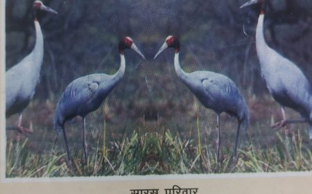 रुहेलखंड में सारसों की बढ़ती आबादी ने रचा पर्यावरणीय संतुलन का नया अध्याय: 1942 तक पहुंची संख्या, 302 बच्चों की मौजूदगी से वन विभाग उत्साहित, यह किसानों के लिए समृद्धि के संकेत साथ ही वेटलैंड संरक्षण की बड़ी सफलता