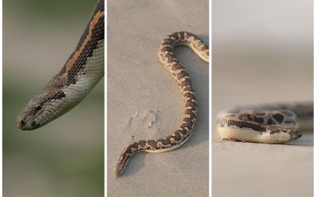 आगरा के तेहरा-सैयां कोआपरेटिव गोदाम में सीढ़ियों के नीचे मिले तीन रेतीले अजगरनुमा सांप, वाइल्डलाइफ एसओएस और वन विभाग ने किये रेस्क्यू