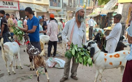 बकरीद बाजार पर सियासत और सख्ती की मार: बरेली की मंडियों से गायब हुए बंगाल-महाराष्ट्र के बड़े व्यापारी, देवचरा और रिठौरा मंडियों की रौनक फीकी, खुले में कुर्बानी पर सख्ती और महंगे बकरों का असर