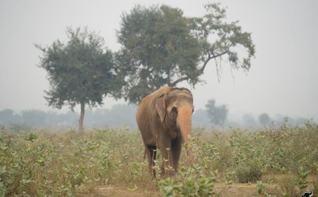 50 साल की गुलामी झेल चुकी हथनी फूलकली ने पूरे किए स्वतंत्र जीवन के 14 वर्ष, आगरा की सड़कों पर भीख मांगने को मजबूर थी फूलकली, वाइल्डलाइफ एसओएस ने बचाकर दिया नया जीवन