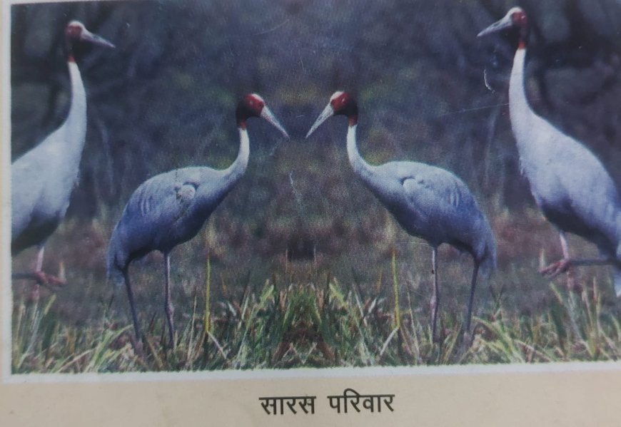 रुहेलखंड में सारसों की बढ़ती आबादी ने रचा पर्यावरणीय संतुलन का नया अध्याय: 1942 तक पहुंची संख्या, 302 बच्चों की मौजूदगी से वन विभाग उत्साहित, यह किसानों के लिए समृद्धि के संकेत साथ ही वेटलैंड संरक्षण की बड़ी सफलता