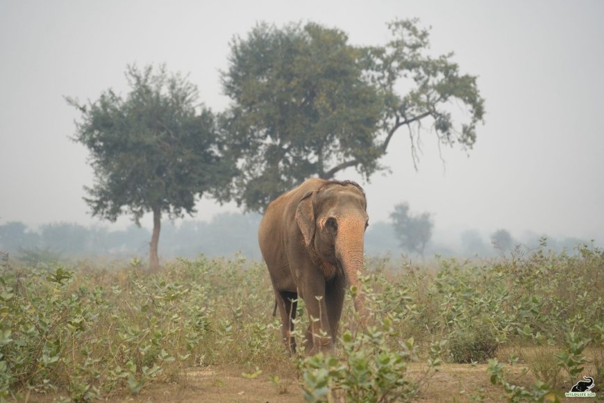 50 साल की गुलामी झेल चुकी हथनी फूलकली ने पूरे किए स्वतंत्र जीवन के 14 वर्ष, आगरा की सड़कों पर भीख मांगने को मजबूर थी फूलकली, वाइल्डलाइफ एसओएस ने बचाकर दिया नया जीवन