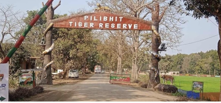 टाइगर के दीदार से रोमांचित हो रहे पर्यटक, हवाई सेवाओं और प्रस्तावित लेपर्ड सफारी से पीलीभीत टाइगर रिजर्व बनने जा रहा देश का सबसे बड़ा वन्य पर्यटन आकर्षण