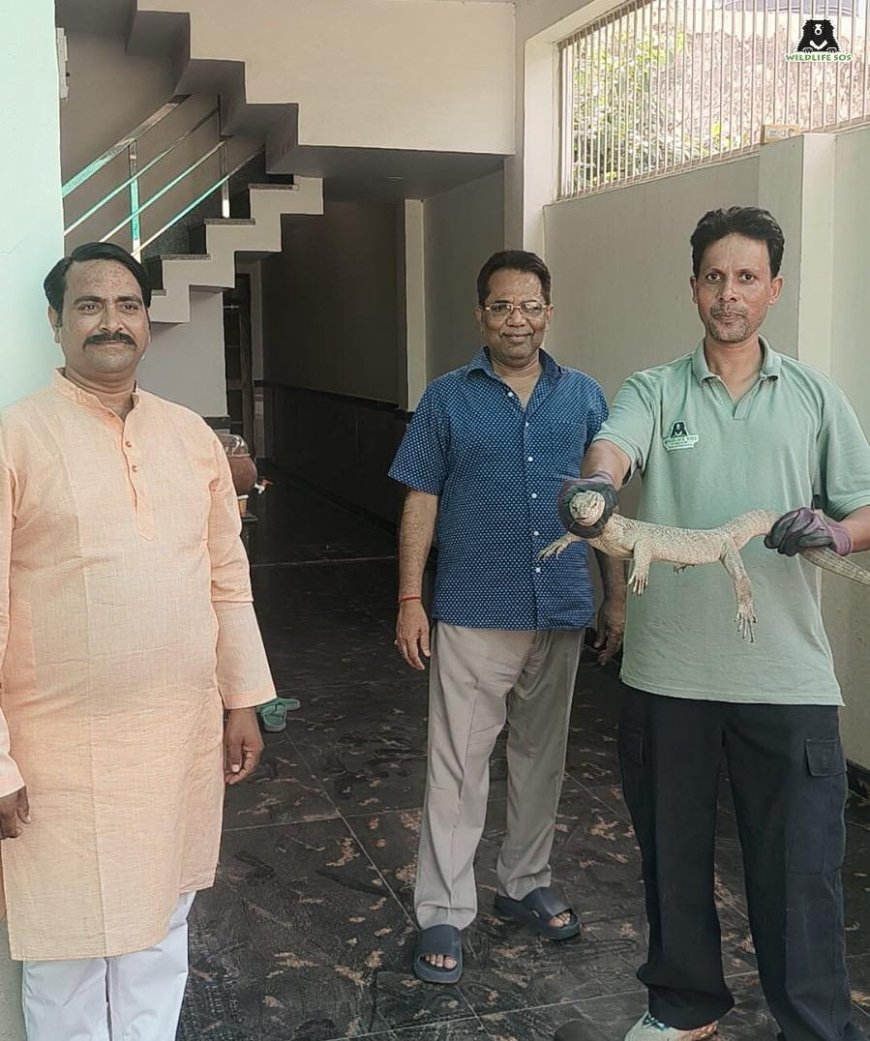 भीषण गर्मी से शहर की ओर भाग रहे वन्यजीव: आश्रय की तलाश में सेंट पीटर्स कॉलेज, स्कूटी और पूर्व जिला जज के घर तक जा पहुंचे वन्यजीव, वाइल्डलाइफ एसओएस ने आगरा में एक ही दिन में तीन रेप्टाइल्स किए रेस्क्यू