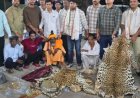शिवपुरी में शिकार-आगरा में सौदा, 10 तेंदुओं की खाल के साथ अंतरराज्यीय वन्यजीव तस्कर गिरोह गिरफ्तार