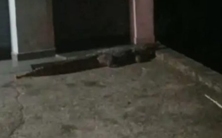 पीलीभीत के एक गांव की आबादी में घुसा विशालकाय मगरमच्छ, रातभर दहशत में रहे ग्रामीण; एक घंटे के रेस्क्यू के बाद वन विभाग ने पकड़ा
