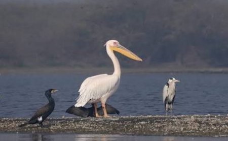 कीठम झील के जीरो ईको सेंसिटिव जोन पर सीईसी की सख्ती, यूपी शासन ने अधिकार क्षेत्र से बाहर जाकर घोषित किया था ईएसजेड, राज्यपाल तक को गुमराह कर दिया गया, अब नोटिफिकेशन वापस, सीईसी ने केंद्र के फैसले तक 10 किमी क्षेत्र को माना ईएसजेड