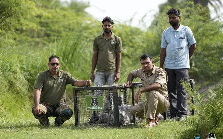 एटा के मकसूदपुर गांव में आधी रात घुसा 9 फ़ुट का मगरमच्छ, दहशत के बीच वाइल्डलाइफ़ एसओएस ने किया सफल रेस्क्यू