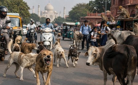 बेकाबू आवारा कुत्ते, बंदरों के हमले और सड़कों पर घूमते मवेशी ताजनगरी की रफ्तार और लोगों की सुरक्षा पर भारी पड़ रहे हैं
