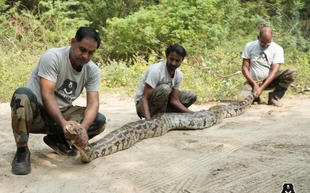 खेत में 12 फीट का अजगर और मंदिर में सैंड बोआ मिला, वाइल्डलाइफ एसओएस ने दोनों का किया रेस्क्यू