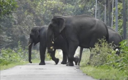 नेपाल से आए हाथियों ने बदला बसेरा, पीलीभीत के जंगलों में छह महीने से डेरा; क्या बन रहा है नया स्थायी आशियाना?
