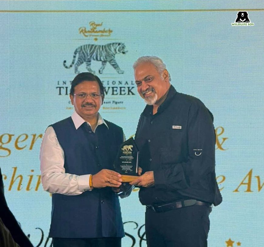 तीन दशक की मुहिम को मिला बड़ा सम्मान: वाइल्डलाइफ एसओएस को मिला प्रतिष्ठित 'टाइगर प्रोटेक्शन एंड एंटी-पोचिंग एक्सीलेंस अवॉर्ड'