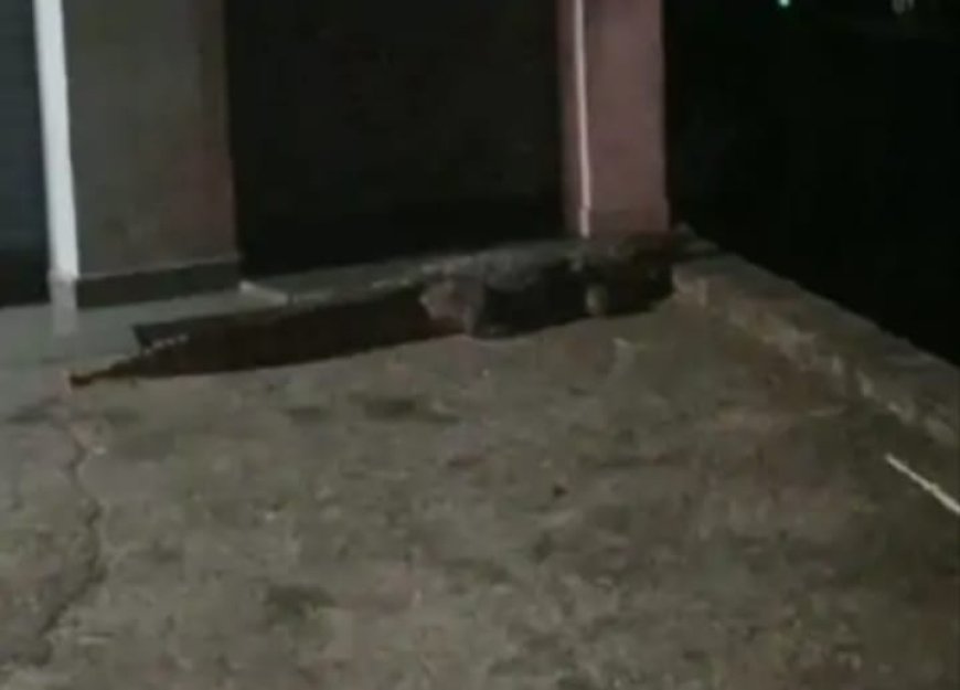 पीलीभीत के एक गांव की आबादी में घुसा विशालकाय मगरमच्छ, रातभर दहशत में रहे ग्रामीण; एक घंटे के रेस्क्यू के बाद वन विभाग ने पकड़ा