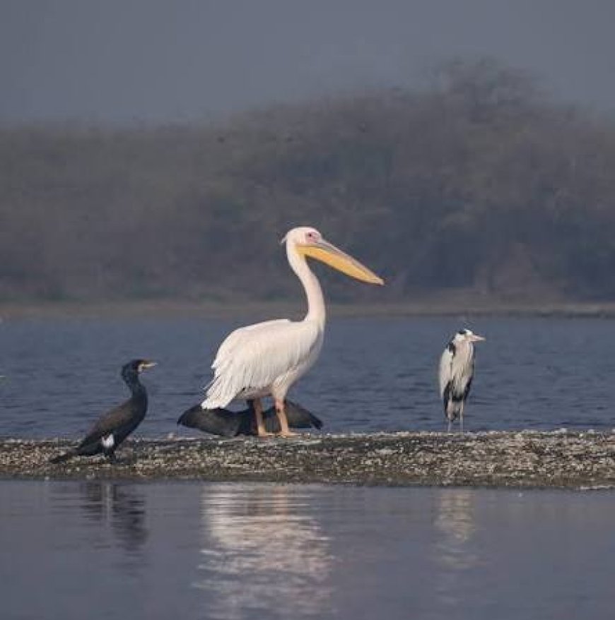 कीठम झील के जीरो ईको सेंसिटिव जोन पर सीईसी की सख्ती, यूपी शासन ने अधिकार क्षेत्र से बाहर जाकर घोषित किया था ईएसजेड, राज्यपाल तक को गुमराह कर दिया गया, अब नोटिफिकेशन वापस, सीईसी ने केंद्र के फैसले तक 10 किमी क्षेत्र को माना ईएसजेड