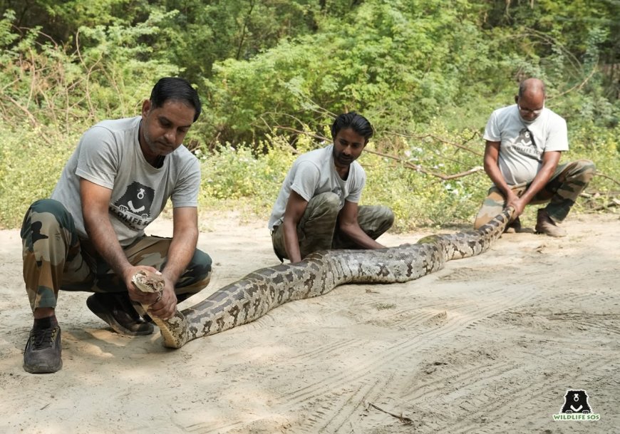 खेत में 12 फीट का अजगर और मंदिर में सैंड बोआ मिला, वाइल्डलाइफ एसओएस ने दोनों का किया रेस्क्यू