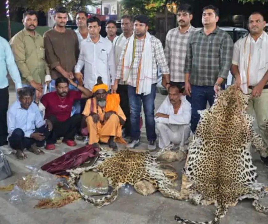 शिवपुरी में शिकार-आगरा में सौदा, 10 तेंदुओं की खाल के साथ अंतरराज्यीय वन्यजीव तस्कर गिरोह गिरफ्तार