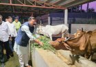 सेवा संकल्प अभियान में सांसद राजकुमार चाहर ने की गौसेवा, खिलाया गायों को हरा चारा और गुड़