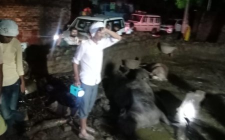 हरा चारा बना जानलेवा? आगरा के पिढौरा क्षेत्र में एक साथ पांच मवेशियों की मौत