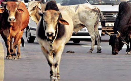 बरेली की सड़कों पर यमराज के दूत, आवारा पशु बन रहे जानलेवा, बारिश ने बढ़ाई मुसीबत, खेतों से निकलकर सड़कों पर डेरा डाल रहे पशुओं से लगातार हादसे; पिछले सप्ताह चार युवकों की मौत और पचास से अधिक लोग घायल