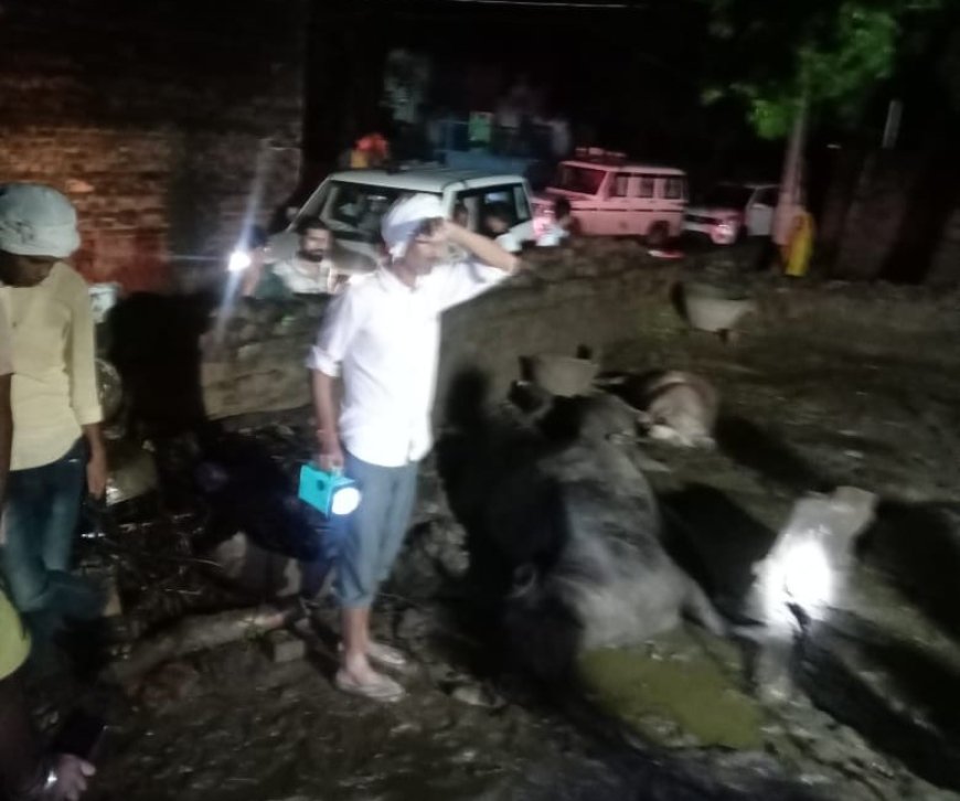 हरा चारा बना जानलेवा? आगरा के पिढौरा क्षेत्र में एक साथ पांच मवेशियों की मौत
