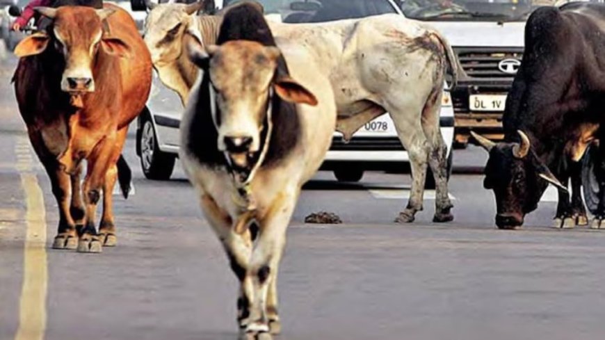 बरेली की सड़कों पर यमराज के दूत, आवारा पशु बन रहे जानलेवा, बारिश ने बढ़ाई मुसीबत, खेतों से निकलकर सड़कों पर डेरा डाल रहे पशुओं से लगातार हादसे; पिछले सप्ताह चार युवकों की मौत और पचास से अधिक लोग घायल