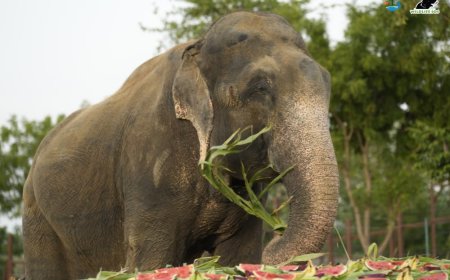 12 साल बाद भी प्रताड़ना के जख्मों से उबर रहा हाथी राजू, मथुरा में वाइल्डलाइफ एसओएस के एलिफेंट  कैंप में मिल रही विशेष देखभाल