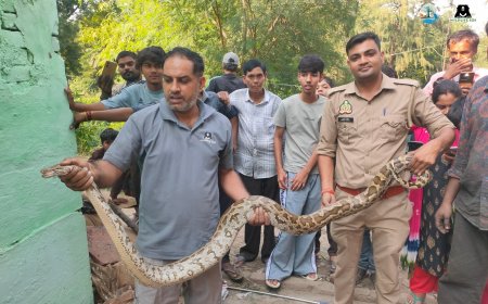आगरा में पेड़ पर 20 फुट ऊंचाई पर फंसा सात फुट लंबा अजगर, वाइल्डलाइफ एसओएस ने एक घंटे के रेस्क्यू के बाद बचाया