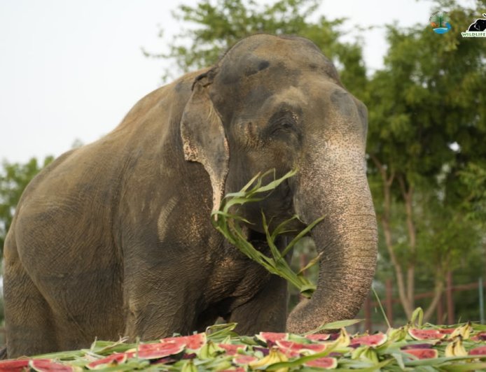 12 साल बाद भी प्रताड़ना के जख्मों से उबर रहा हाथी राजू, मथुरा में वाइल्डलाइफ एसओएस के एलिफेंट  कैंप में मिल रही विशेष देखभाल