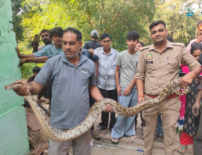 आगरा में पेड़ पर 20 फुट ऊंचाई पर फंसा सात फुट लंबा अजगर, वाइल्डलाइफ एसओएस ने एक घंटे के रेस्क्यू के बाद बचाया