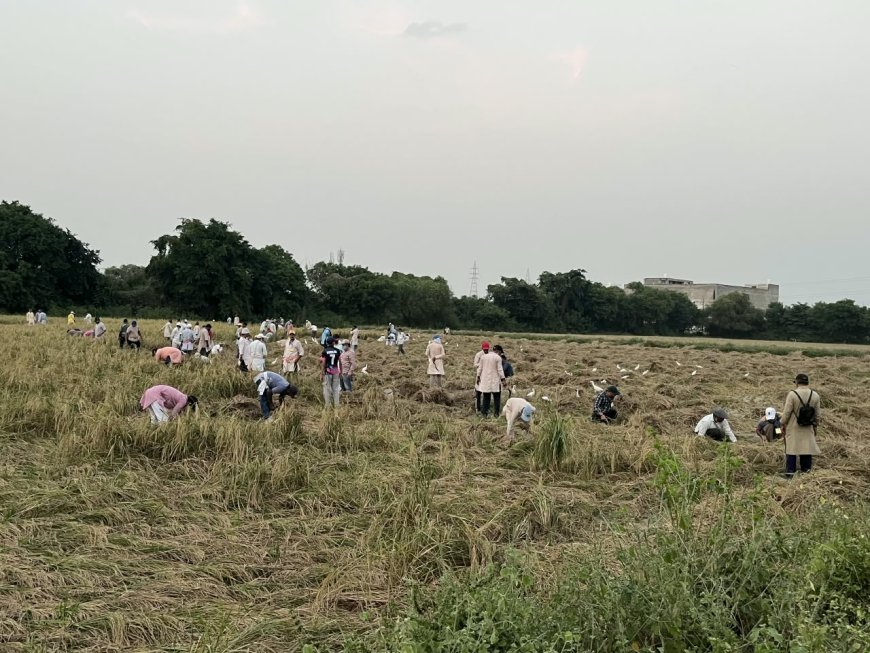 दयालबाग में 70 एकड़ जैविक धान की कटाई शुरू, खेतों से भंडारा ग्राउंड तक जुटे बच्चे, युवा और बुजुर्ग