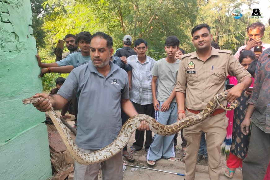 आगरा में पेड़ पर 20 फुट ऊंचाई पर फंसा सात फुट लंबा अजगर, वाइल्डलाइफ एसओएस ने एक घंटे के रेस्क्यू के बाद बचाया